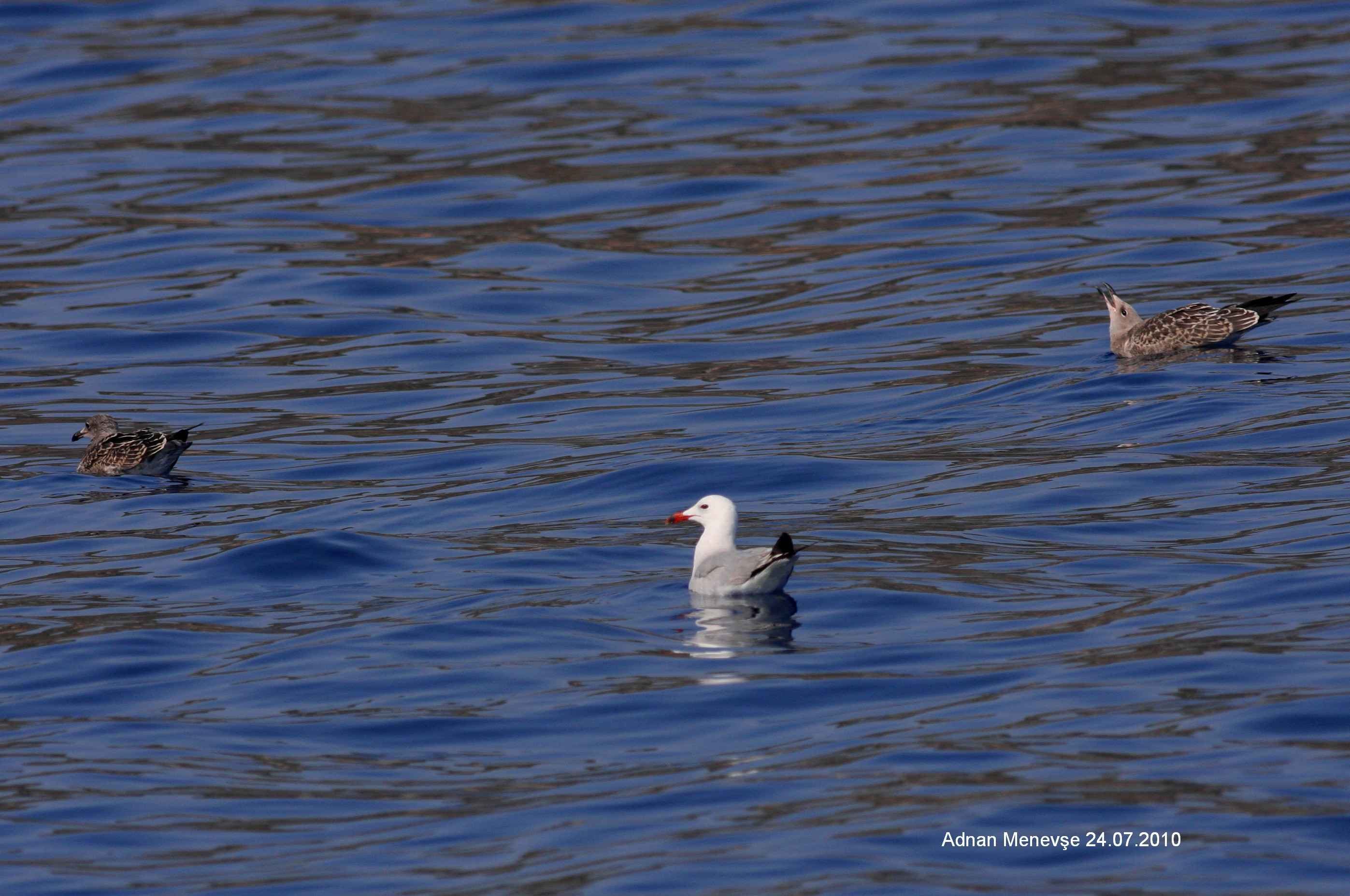 Audouin's Gull